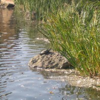 Red Eared Terrapin